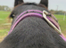 I am looking for another Cross Welsh Cob COH/Gelding Therapy horse Black with four white socks and white tail with no other markings black face and lo