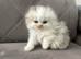 REDUCED - Longhair Scottish Fold babies