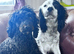 Cockapoo puppies ready this weekend
