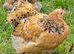 Pekin Bantam Pullets