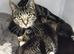 Female Tabby kitten
