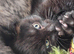 Gorgeous Black & Grey Boys Ready Now!