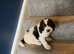 Two lovely Goldendoodle pups for sale