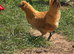 Pekin x Silkie bantam pullets