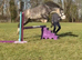 12.2 gelding 5 year old Thor