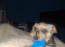 Toy phantom poodle