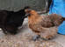 Silkies bantam hens