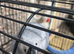 African Grey