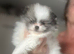 5* K C Registered Pomeranians puppies