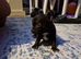 5 chihuahua puppy's