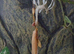 Extatosoma Tiaratum Giant Prickly Stick Insect Eggs 5-10