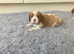 Lovely litter of KC reg blenheim/ruby cavalier pups from health tested parents