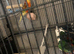 X2 red rump parkeets