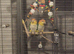 Breeding pair of caiques with cage ect.
