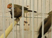 2 pairs of silver bills