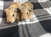 Baby funky piggies