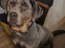 Silver and tan lab