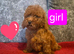 Miniature Poodle puppies