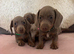 Minature dashund puppies
