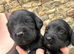 3/4 cocker 1/4 springer pups