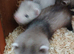Baby Ferrets