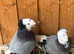 breeding pair