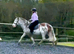 Show cob light weight hunter