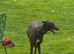 Greyhounds looking for loving homes.
