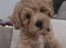 Gorgeous Maltipoo boy