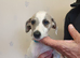 Last 4 RKC pups