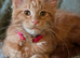 Mainecoon female