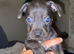 Dachshund x frenchie x westie puppies for sale