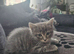 Kitten needs new home