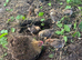 13 unsexed partridge chicks