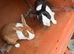 Breeding pair rabbits