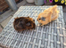 Baby Guinea Pigs Funky Teddy Crested
