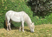 Welsh mountain mare