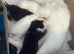 Turkish angora kittens