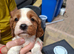 Cavalier kingcharles spaniel's ️️.