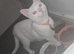 Female Turkish angora