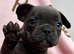 8 weeks old Blue French Bulldog puppies