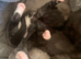 Kittens looking for a new home