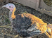 Turkeys for sale