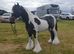13hh piebald cob gelding