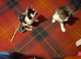 Kittens for sale