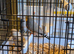 Various finches