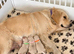 Golden Retriever Boys and Girls Available