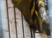 Siskin Males Siskin males