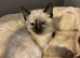 Ragdoll cross kittens