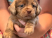 Adorable Schweenies puppy’s